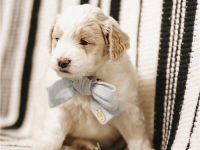 Puppy