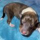 AKC Rough collies ready for homes April 10th 2025