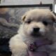 Beautiful Maltipom Puppies