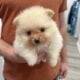 Pomeranian Puppy AKC