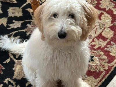 Gorgeous 10 month old female