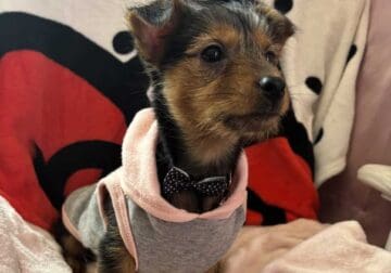 Yorkie Sadie needs a 4ever home