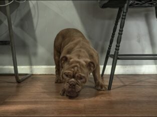 Full-Breed AKC Mini Bulldog – Chocolate Tri coat