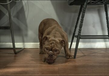 Full-Breed AKC Mini Bulldog – Chocolate Tri coat
