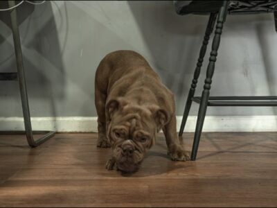 Full-Breed AKC Mini Bulldog – Chocolate Tri coat