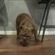 Full-Breed AKC Mini Bulldog – Chocolate Tri coat