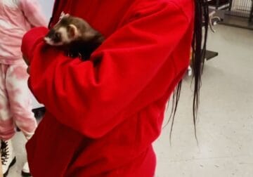 🐾 Adorable Ferrets for Sale – Everything Included