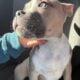 American Pocket Bully