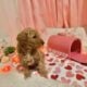 Golden doodle puppies