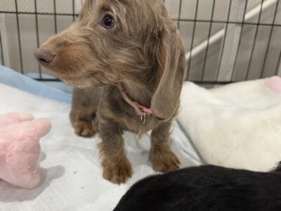 Akc moxie