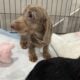 Akc moxie