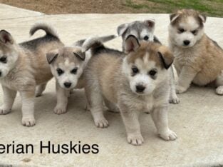Siberian Husky Puppies