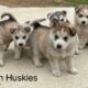 Siberian Husky Puppies
