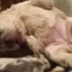 Fluffy platinum cream blue merle French bulldog pu