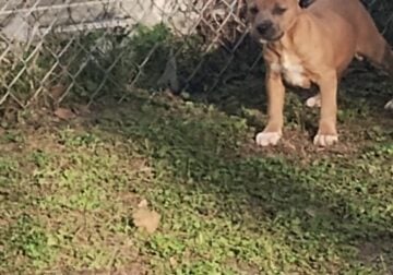 Female fawn smoke