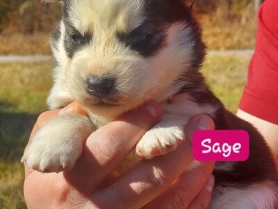 Siberian Husky pups.