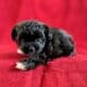 Poodle / Chihuahua puppies