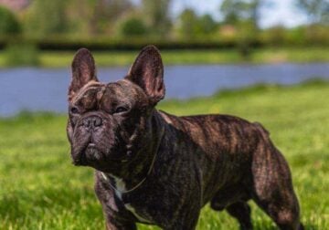 French Bulldog Stud