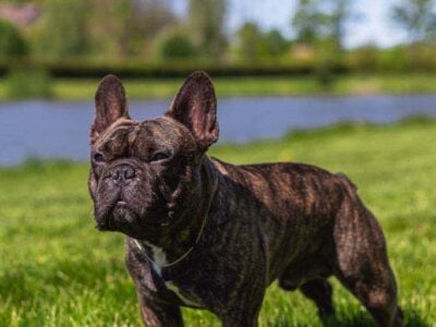 French Bulldog Stud
