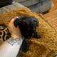 Yorkie Tzu pups 7weeks