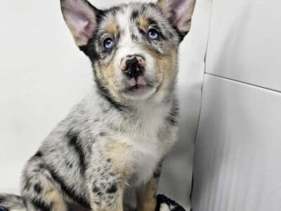 Ash – Mini Pomsky (Male)