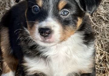 Purebred Mini Aussie Puppies