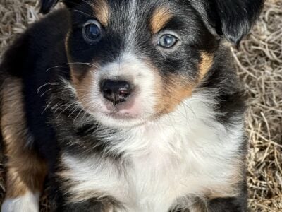 Purebred Mini Aussie Puppies
