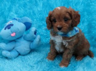 Red CavaPoo Boys*Reduced Price*New Litters
