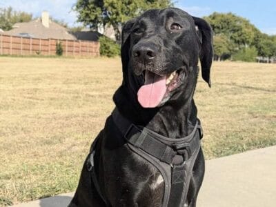 Roxie needs new home
