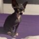 10 Week old half Sphynx/half Siamese kittens