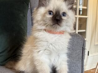 TICA Seal colorpoint male (orange collar)
