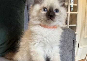 TICA Seal colorpoint male (orange collar)