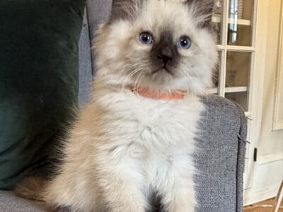 TICA Seal colorpoint male (orange collar)