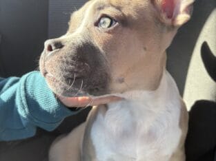 American Pocket Bully
