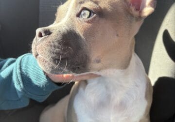 American Pocket Bully
