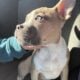 American Pocket Bully
