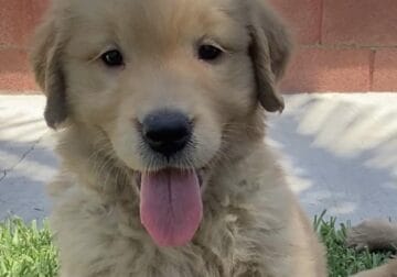 Diamond Golden Retriever puppy
