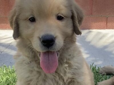 Diamond Golden Retriever puppy