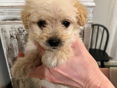 Simba