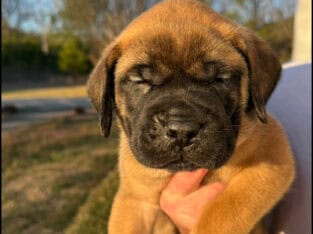 English Mastiff Puppies