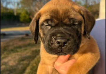 English Mastiff Puppies