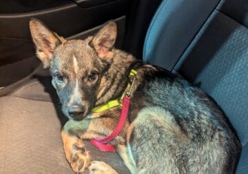 Norwegian elkhound blue heeler mix