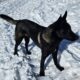 Kaido – 9 month old Belgian Malinois