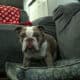 Rare AKC Lilac Micro Bulldog – Available for Adopt
