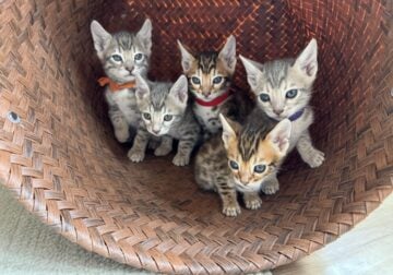 Bengal kittens