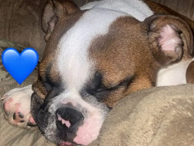 English Bulldog puppy