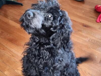 F1B FEMALE black goldendoodle