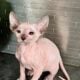 Hairless Peterbald Sphynx