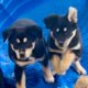 Rehoming 2 Border Collie Puppies