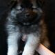 Keeshond Pups